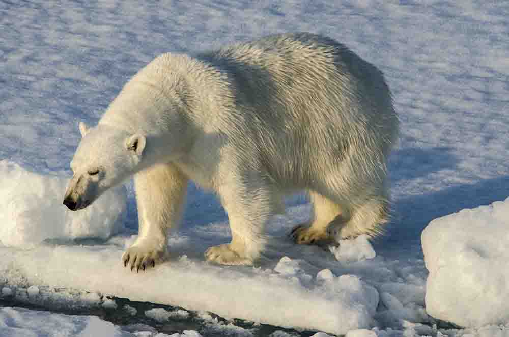 Oso Polar - islas Svalbard - Noruega 20.jpg